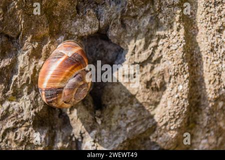 Nahaufnahme einer Schnecke in Sonnenschein an einer rauen Betonmauer in Istanbul, Tuerkiye Stockfoto