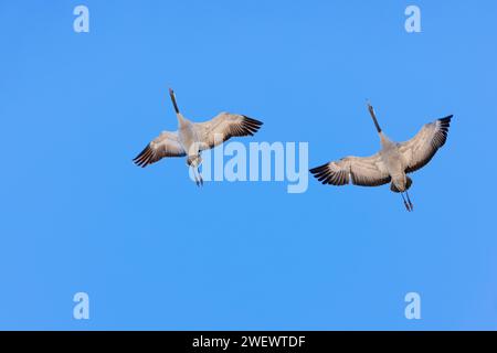 Ein Paar Kraniche (Grus grus), die im Frühling mit ausgebreiteten Flügeln an einem klaren blauen Himmel fliegen Stockfoto