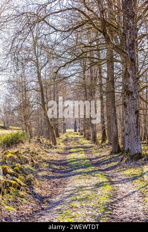 Von Bäumen gesäumter Feldweg in einem Laubwald ein sonniger Frühlingstag Stockfoto