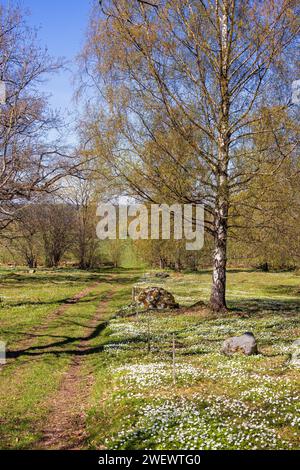 Pfad in einer Wiesenlandschaft mit blühender Holzanemone (Anemone nemorosa) und blühenden Birkenbäumen im Frühling, Schweden Stockfoto