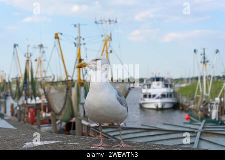 Europäische Heringsmöwe (Larus argentatus) vor dem Garnelenschneider im Hafen von Greetsiel Stockfoto