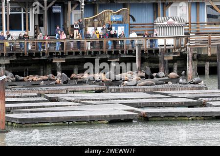 Kalifornische Seelöwen (Zalophus californianus) am Pier 39, Fisherman's Wharf, San Francisco, Kalifornien, USA Stockfoto