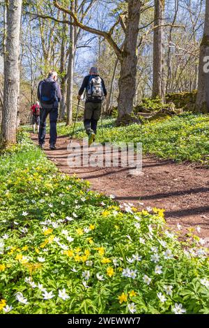 Männer gehen auf einem Waldwanderweg mit blühender Waldanemone (Anemone nemorosa) und gelber Holzanemone (Anemone ranunculoides) im Frühling Stockfoto