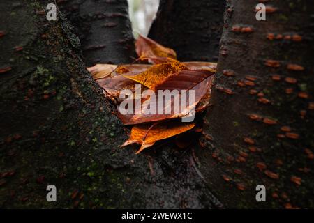 Haufen gefallener Herbstblätter in Baumstamm zwischen Ästen, nass von Regen Stockfoto