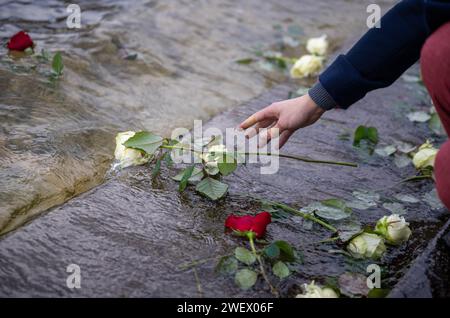 27. Januar 2024, Brandenburg, Fürstenberg/Havel: Eine Frau wirft bei der Gedenkveranstaltung in der Gedenkstätte Ravensbrück eine weiße Rose in den Schwedtsee. Die Asche des KZ-Krematoriums Ravensbrück wurde in den See gegossen. Die Vereinten Nationen haben den 27. Januar zum Holocaust-Gedenktag erklärt. Am 27. Januar 1945 befreiten Soldaten der Roten Armee die Überlebenden des deutschen Konzentrations- und Vernichtungslagers Auschwitz im besetzten Polen. Foto: Monika Skolimowska/dpa Credit: dpa Picture Alliance/Alamy Live News Stockfoto