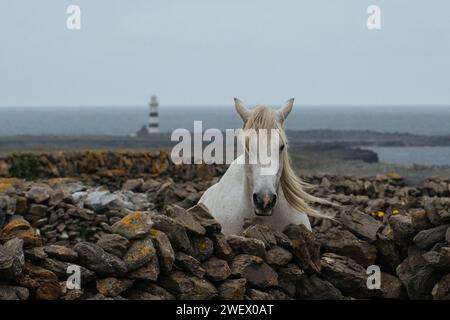 Pferd auf Inishmore mit Leuchtturm im Hintergrund Stockfoto