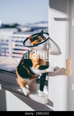 Verspielte Calico-Katze mit Kegelkragen am Fenster Stockfoto