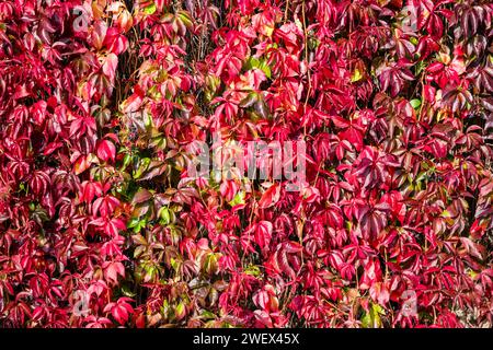 Bunte Blätter der wilden Weinrebe und der Efeu Hedera Helix wachsen im Herbst auf einer Steinmauer. Lajen Trentino-Südtirol Italien FB 2023 2890 Stockfoto