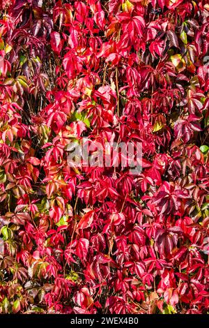 Bunte Blätter der wilden Weinrebe und der Efeu Hedera Helix wachsen im Herbst auf einer Steinmauer. Lajen Trentino-Südtirol Italien FB 2023 2892 Stockfoto