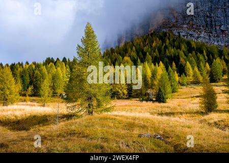 Farbenfrohe Lärchen- und Kiefernbäume an den Hängen des Gardenapasses im Herbst, mit den Felswänden des Sella-Massivs in der Ferne. Corvara Trentino Stockfoto