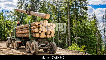 LKW, der Holz im Wald lädt. Laden von Protokollen auf einen LKW mit Protokollierung. Tragbarer Kran auf einem Holzfäller. Forstwirtschaftliche Traktoren, Lkws und Holzfäller Stockfoto