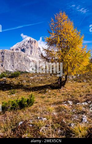 Eine gelbe einsame Lärche wächst im Herbst an den Hängen um den Falzarego Pass, den Felswänden und dem Gipfel des Berges Tofana di Rozes in der Di Stockfoto