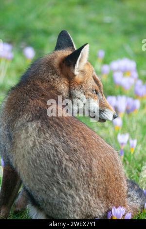 UK Weather, London, 27. Januar 2023: Ein Hundefuchs genießt das trockene und milde Wetter in einem Clapham-Garten, wo frühe Krokusse im Rasen blühen. Quelle: Anna Watson/Alamy Live News Stockfoto