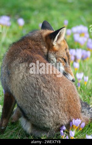 UK Weather, London, 27. Januar 2023: Ein Hundefuchs genießt das trockene und milde Wetter in einem Clapham-Garten, wo frühe Krokusse im Rasen blühen. Quelle: Anna Watson/Alamy Live News Stockfoto