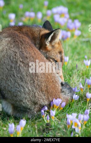 UK Weather, London, 27. Januar 2023: Ein Hundefuchs genießt das trockene und milde Wetter in einem Clapham-Garten, wo frühe Krokusse im Rasen blühen. Quelle: Anna Watson/Alamy Live News Stockfoto