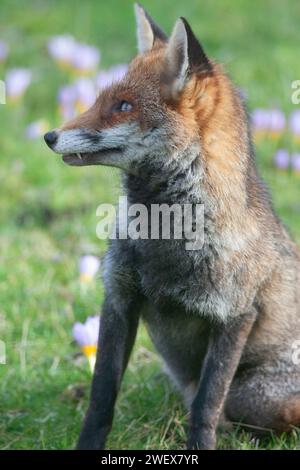 UK Weather, London, 27. Januar 2023: Ein Hundefuchs genießt das trockene und milde Wetter in einem Clapham-Garten, wo frühe Krokusse im Rasen blühen. Quelle: Anna Watson/Alamy Live News Stockfoto