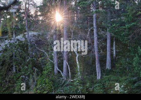 Die Sonne scheint durch die Bäume im Wald am See Vaettern in Skaraborg in Vaestra Goetaland in Schweden Stockfoto