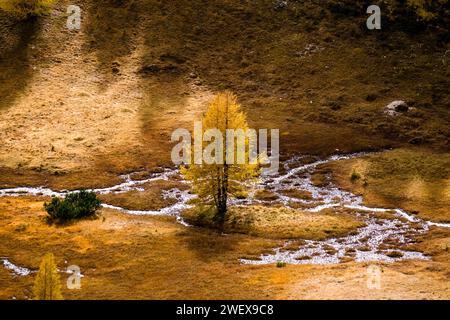 Eine gelbe einsame Lärche wächst im Herbst auf einer Almweide mit kleinen Wasserbächen. Cortina d Ampezzo Veneto Italien FB 2023 3185 Stockfoto