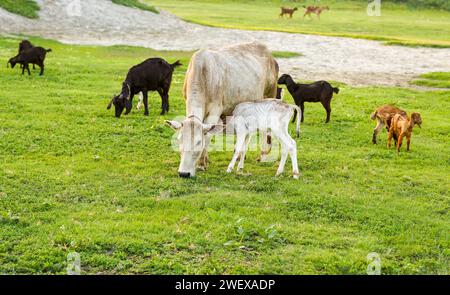 Rinderfarm, Kuhfeld, neugeborenes Kalb saugt und seine Milch an den Beinen seiner Mutter genießt, Kühe und Ziegen essen üppiges Gras auf dem grünen Feld, wunderschöne Natur Stockfoto