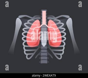 Lunge im menschlichen Rippenkäfig. Atmungssystemanatomie, Lungen mit Luftröhre in knöcherner Struktur. Pulmonale Röntgenvektordarstellung Stock Vektor