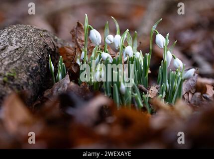 Die erste Ernte von Schneeglöckchen blüht im Winter im Wald in Worcestershire, England. Stockfoto