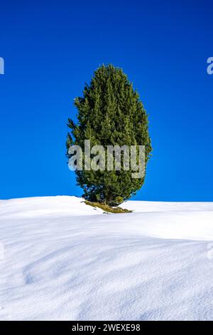 Auf den verschneiten Almen der Seiser Alm wächst im Winter eine einsame Kiefer. Kastelruth Trentino-Südtirol Italien FB 2023 3987 Stockfoto