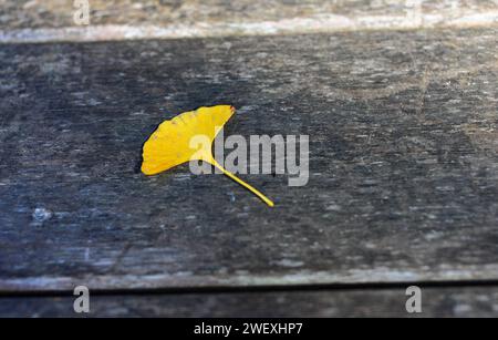 Gelbe Ginkgo biloba Blätter auf einer Holzbank im Park. Herbstlaub liegt auf einer Bank in einem Park. Stockfoto