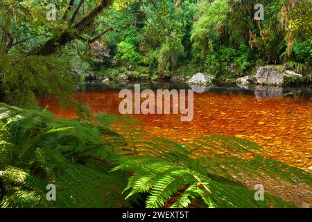 Oparara-Becken im Kahurangi-Nationalpark an der Westküste der Südinsel Neuseelands Stockfoto