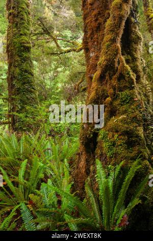 Oparara-Becken im Kahurangi-Nationalpark an der Westküste der Südinsel Neuseelands Stockfoto