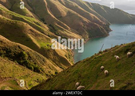 Schafe, die auf den steilen Hängen oberhalb der Küste der Marlborough Sounds auf der Südinsel Neuseelands weiden Stockfoto