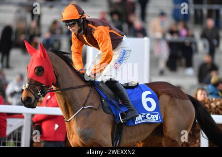 Cheltenham, Großbritannien. Januar 2024. Cheltenham Racecource, Großbritannien. Noble Yeats bereitet sich auf den Posten vor. 15,35 gewann die McCoy Contractors Cleeve Hürdle von Noble Yeats in Cheltenham. UK. Foto: Paul Blake/Alamy Sports News Stockfoto