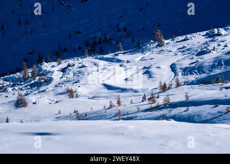 Im Winter passieren im Val Venegia oberhalb des Passes Rolle verdriftete Schneebäume und einige gelbe Lärchen. Stockfoto