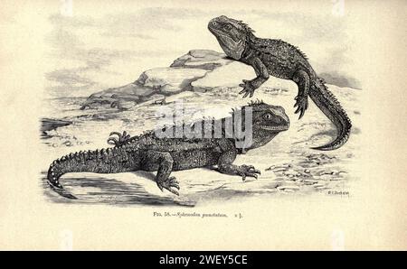 Amphibien und Reptilien (Seite 293, Abb. 58) Stockfoto