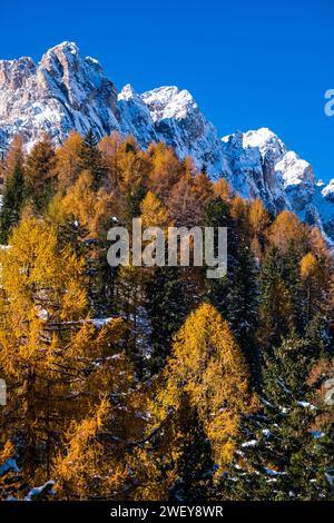 Gelbe Lärchen, Gipfel und Felsklippen von I Mugoni der Berggruppe Catinaccio, nach Schneefall im Herbst, gesehen vom Rifugio Ciampedie. Stockfoto