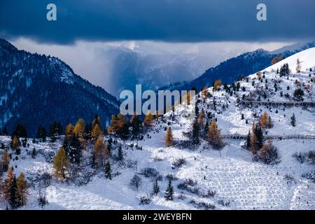 Kiefern und gelbe Lärchen wachsen im Winter an den hügeligen Hängen des Passes Sella, Bergkämme der Dolomiten in der Ferne. Stockfoto