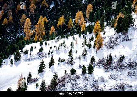 Aus der Vogelperspektive auf Kiefern und gelben Lärchen, die im Winter an den hügeligen Hängen des Passo Sella wachsen. Stockfoto