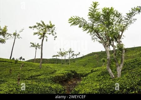 Landschaft junger Bäume inmitten einer Teeplantage in Sri Lanka Stockfoto