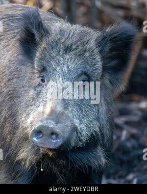 Wildschwein Stockfoto