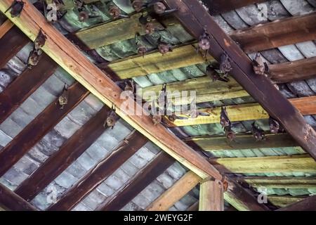 Holzdachkonstruktion von Shunyu Lou, einem der größten tulou (gerammte Erdgebäude im Kreis Nanjing, Provinz Fujian, China) Stockfoto