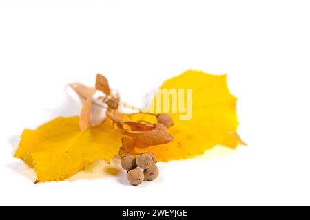 Getrocknete Lindensamen auf weißem Hintergrund Stockfoto