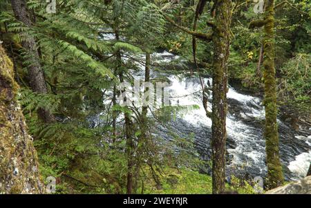 Regenwaldpflanzen in Ketchikan, Alaska Stockfoto