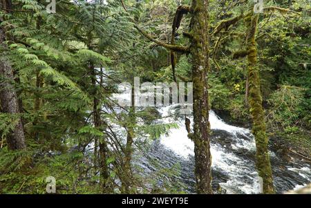 Regenwaldpflanzen in Ketchikan, Alaska Stockfoto