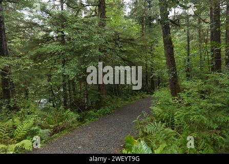 Regenwaldpflanzen in Ketchikan, Alaska Stockfoto