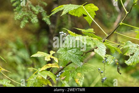 Regenwaldpflanzen in Ketchikan, Alaska Stockfoto