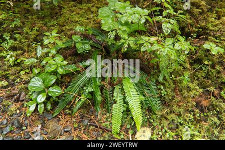 Regenwaldpflanzen in Ketchikan, Alaska Stockfoto