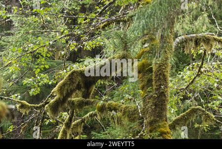 Regenwaldpflanzen in Ketchikan, Alaska Stockfoto