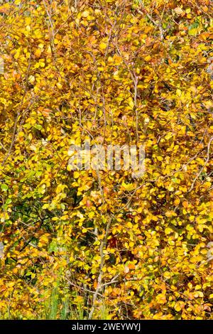 Buche (fagus sylvatica), Nahaufnahme der hellgelben und goldenen Herbstblätter eines jungen Baumes, der am Rand eines Waldes wächst. Stockfoto