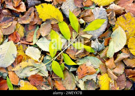 Nahaufnahme von Herbstblättern auf dem Boden eines offenen Waldes, hauptsächlich Buche (fagus sylvatica), Wych-Ulme (ulmus glabra) und Asche (fraxinus excelsior). Stockfoto