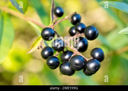 Gewöhnlicher Privet (ligustrum vulgare), Nahaufnahme mit den Reifen, schwarzen Beeren oder Früchten, die im frühen Herbst auf dem Sträucher erscheinen. Stockfoto