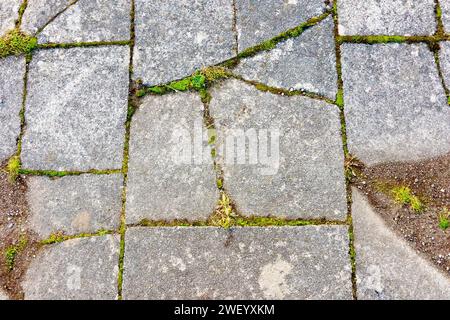 Nahaufnahme mit mehreren gebrochenen Betonplatten und Moosen, Gräsern und anderen Pflanzen, die die Risse nutzen und wachsen. Stockfoto